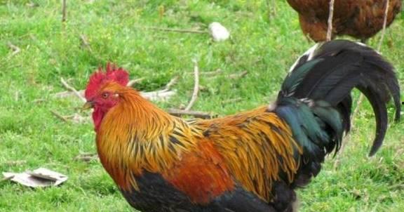 公鸡吃瓜视频大全,公鸡吃瓜视频大全，笑料百出欢乐多