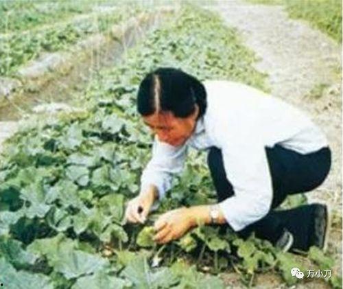 奋战吃瓜现场视频,吃瓜群众激情四溢,奋战瓜界风云录