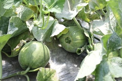 吃瓜是什么季节,探寻夏季消遣新风尚