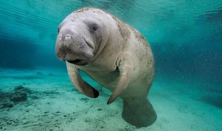 瓜哥吃瓜美人鱼图片高清,高清图片背后的故事