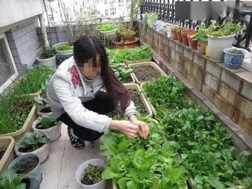 女主吃瓜种菜养猫,女主吃瓜种菜养猫的悠闲日常