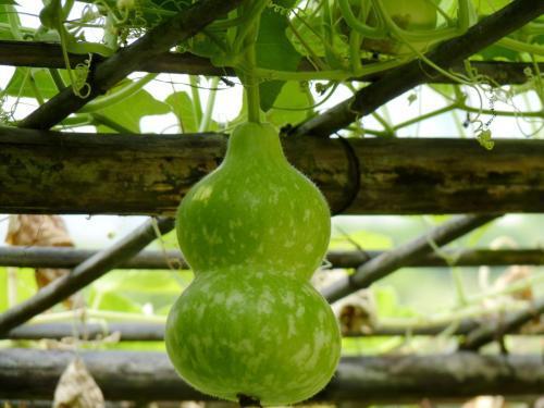 歪葫芦瓜怎么吃,解锁美味新体验