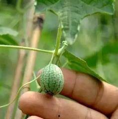 连皮一起吃的瓜是什么瓜,美味独特的瓜类揭秘